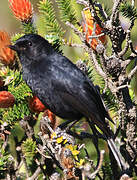 Black Flowerpiercer