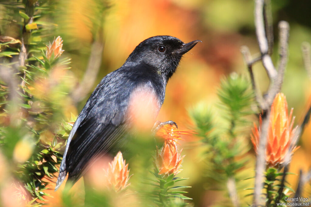 Black Flowerpierceradult