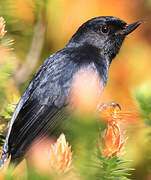 Black Flowerpiercer