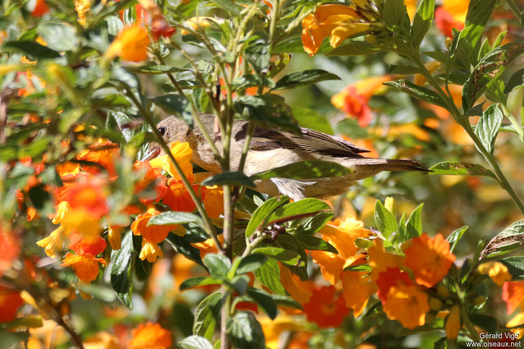 Percefleur rouilleux femelle adulte