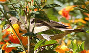 Percefleur rouilleux