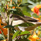 Percefleur rouilleux