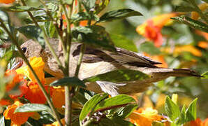 Rusty Flowerpiercer