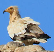 Egyptian Vulture