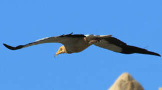 Egyptian Vulture