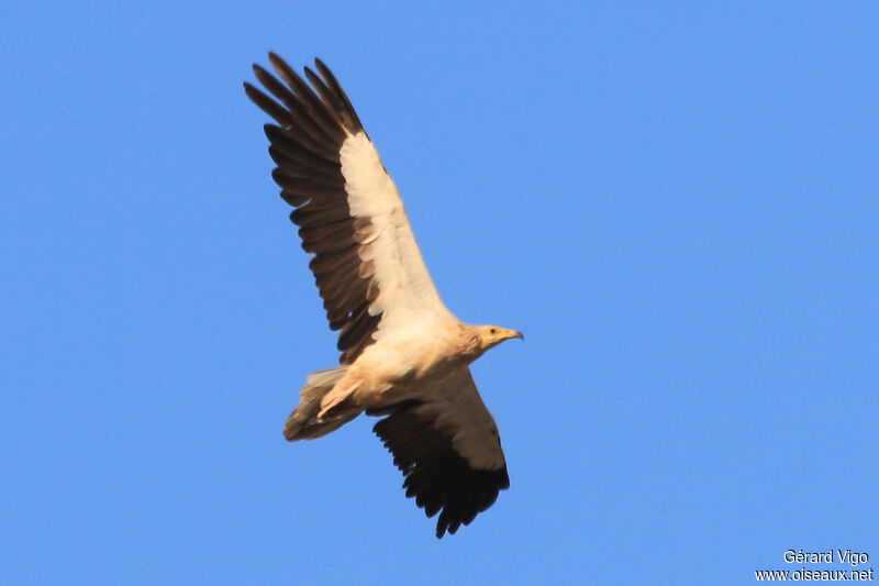 Egyptian Vultureadult, Flight