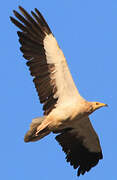 Egyptian Vulture