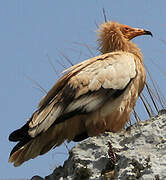 Egyptian Vulture