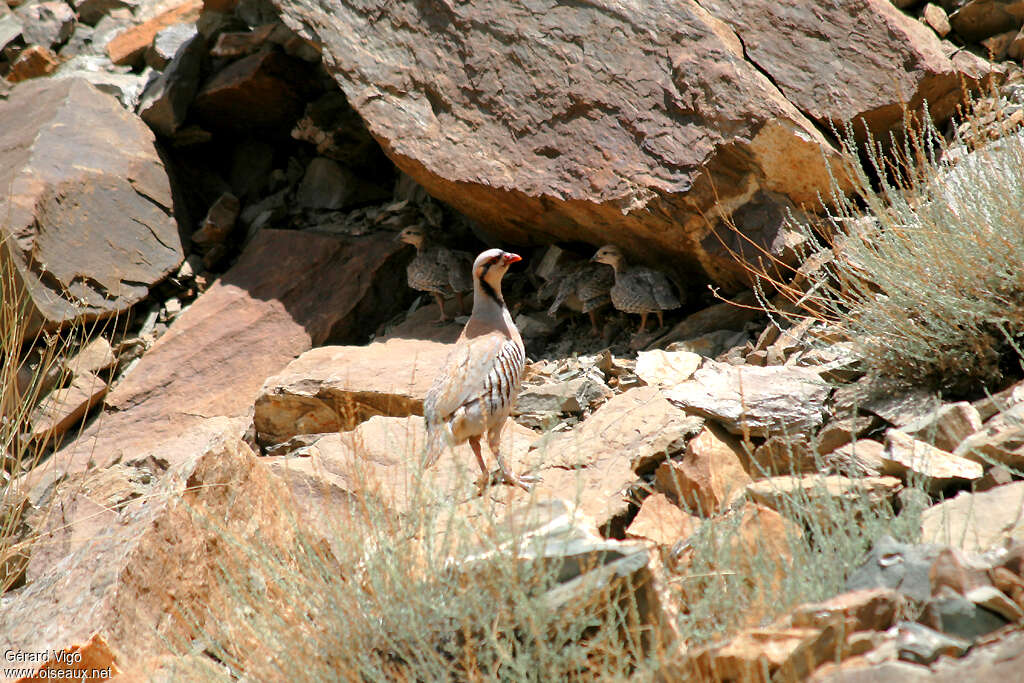 Chukar Partridge, habitat