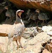 Chukar Partridge