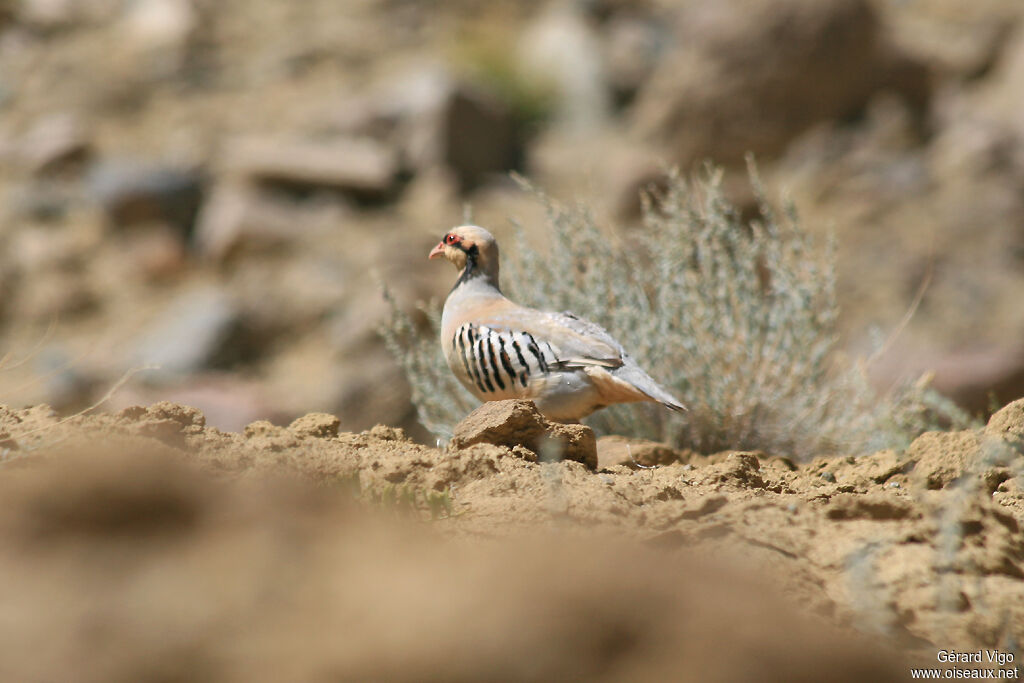 Perdrix choukaradulte