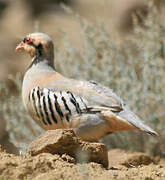 Chukar Partridge