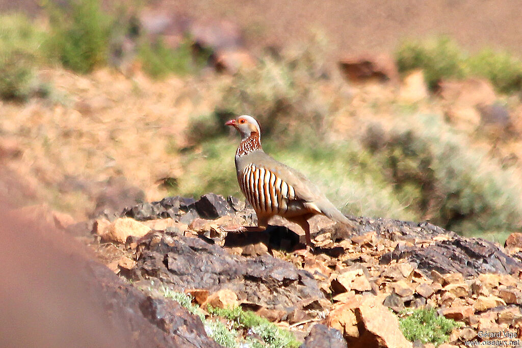 Barbary Partridgeadult