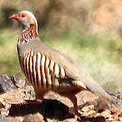 Perdrix gambra