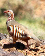 Barbary Partridge