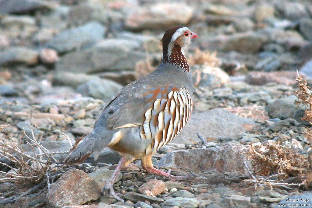 Perdrix gambraadulte, identification