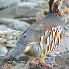 Perdrix gambra
