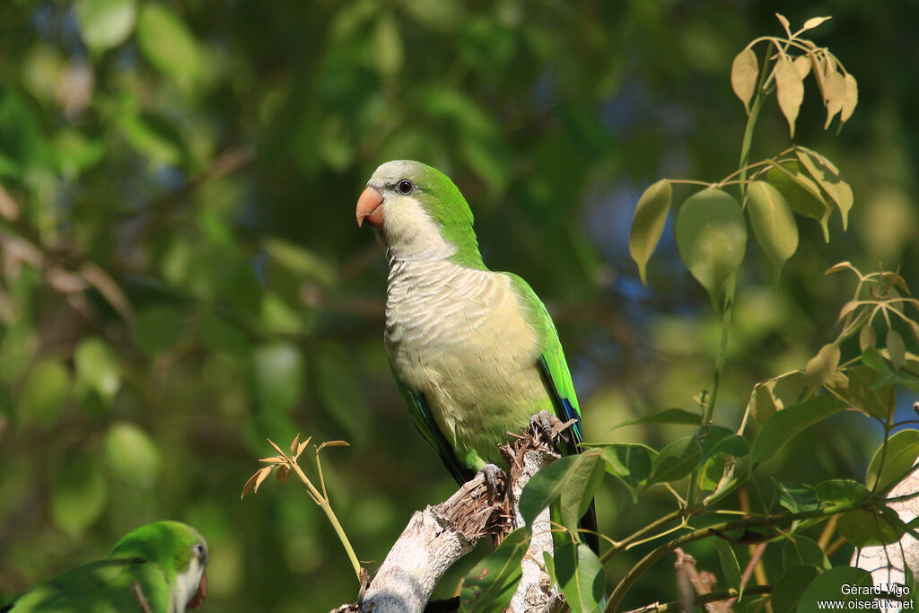 Monk Parakeetadult