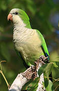 Monk Parakeet