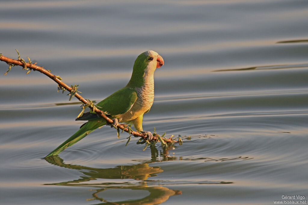 Monk Parakeetadult