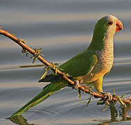 Monk Parakeet