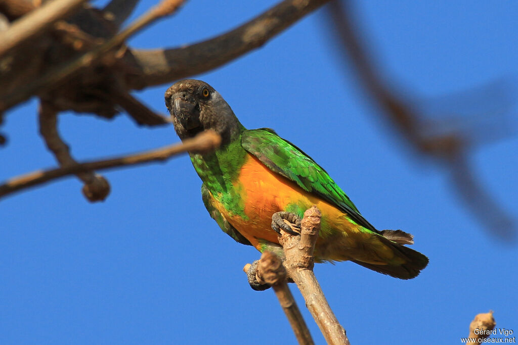 Senegal Parrotadult