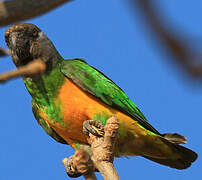 Senegal Parrot