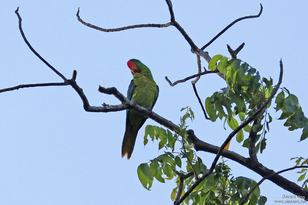 Great-billed Parrotadult