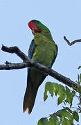 Great-billed Parrot