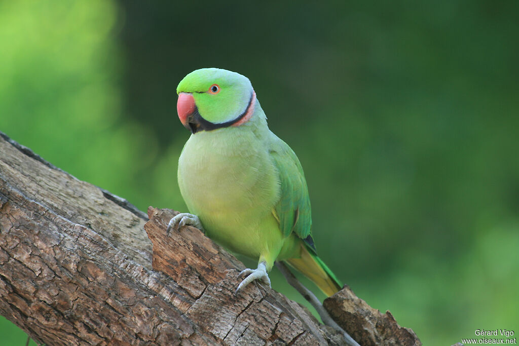 Rose-ringed Parakeetadult