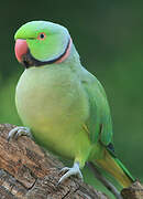 Rose-ringed Parakeet