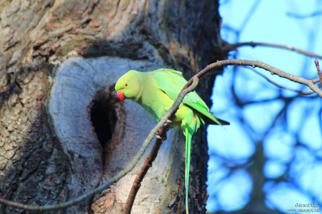 Rose-ringed Parakeet