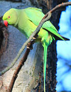 Rose-ringed Parakeet