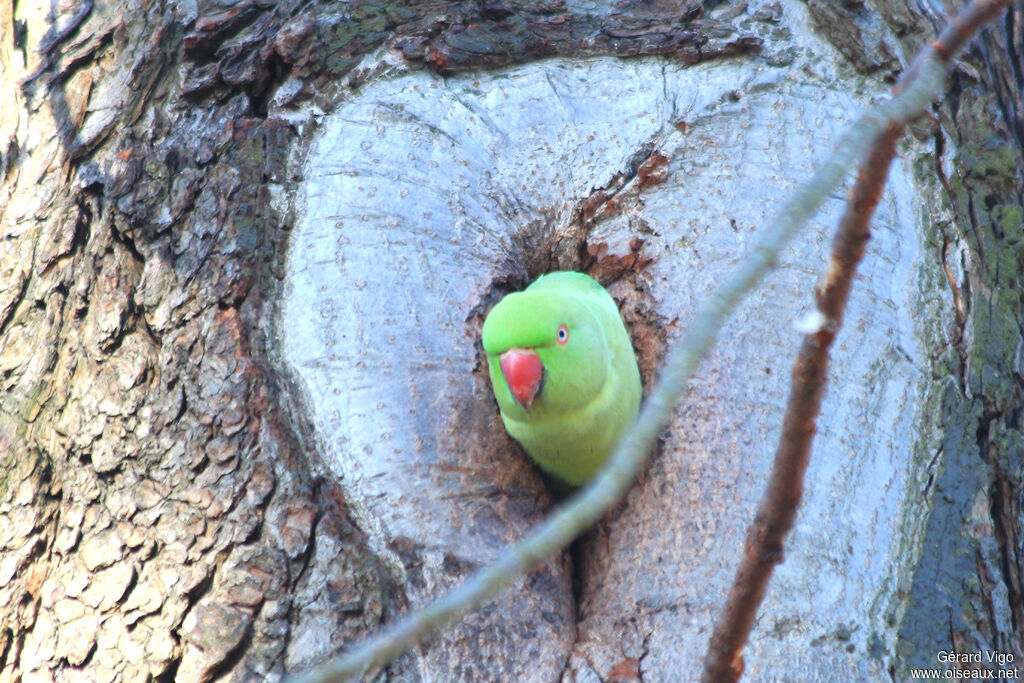 Rose-ringed Parakeet