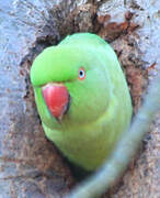 Rose-ringed Parakeet