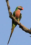 Red-breasted Parakeet