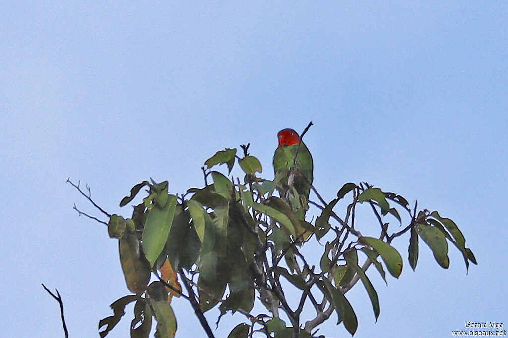 Red-cheeked Parrot male adult