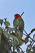 Red-cheeked Parrot