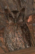 Tropical Screech Owl