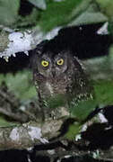 Biak Scops Owl