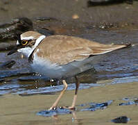 Little Ringed Plover