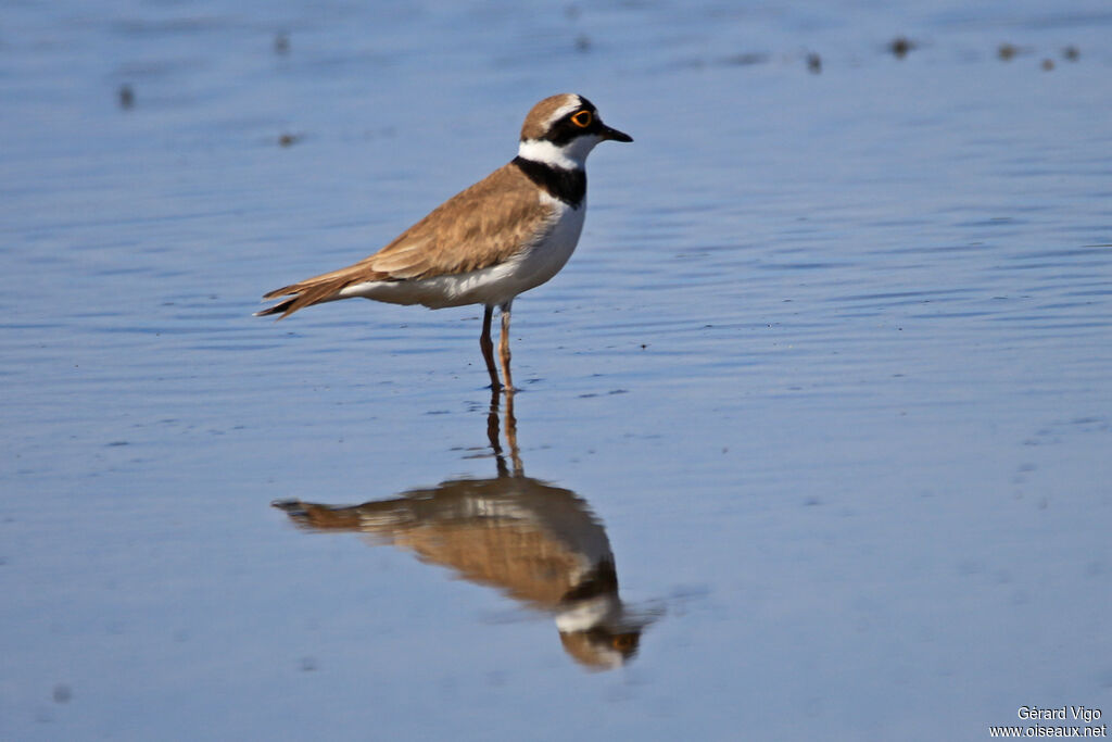 Little Ringed Ploveradult