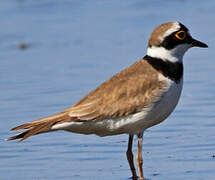 Little Ringed Plover