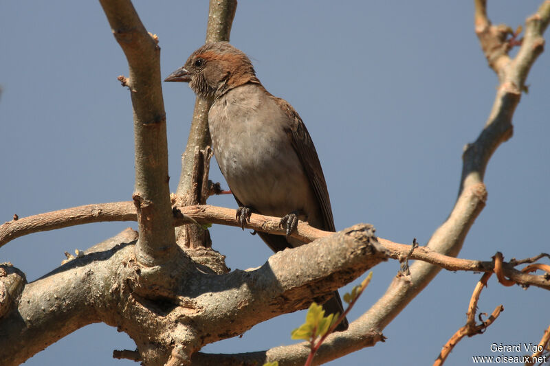 Sahel Bush Sparrow male adult
