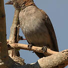 Petit Moineau