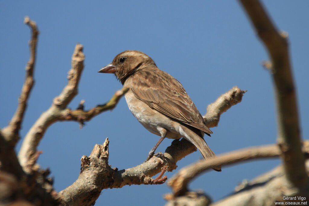 Petit Moineau femelle adulte