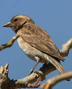 Sahel Bush Sparrow