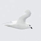 Pétrel des neiges