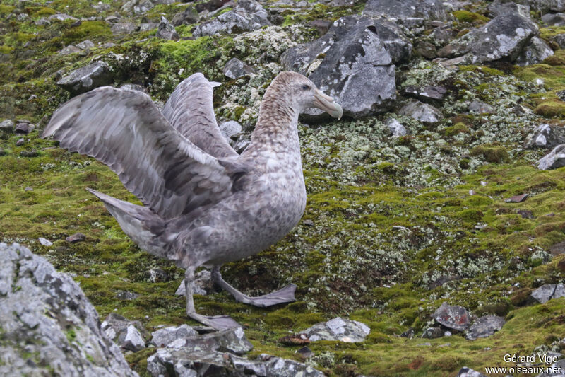 Southern Giant Petreladult