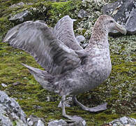 Southern Giant Petrel